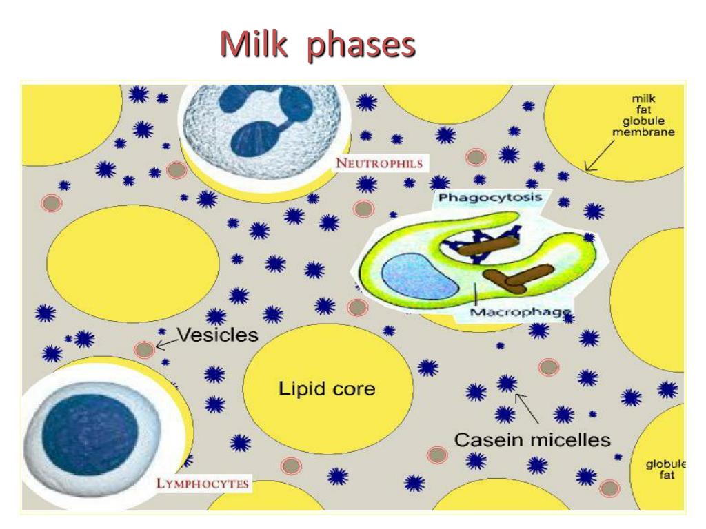 PPT Role of the milkborn negative regulatory system in control of milk secretion, milk