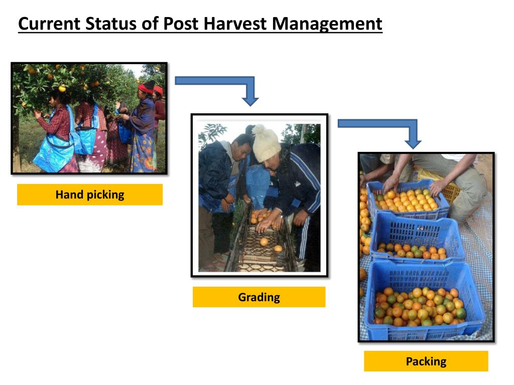 PPT Technologies used in post harvest handling and storage of