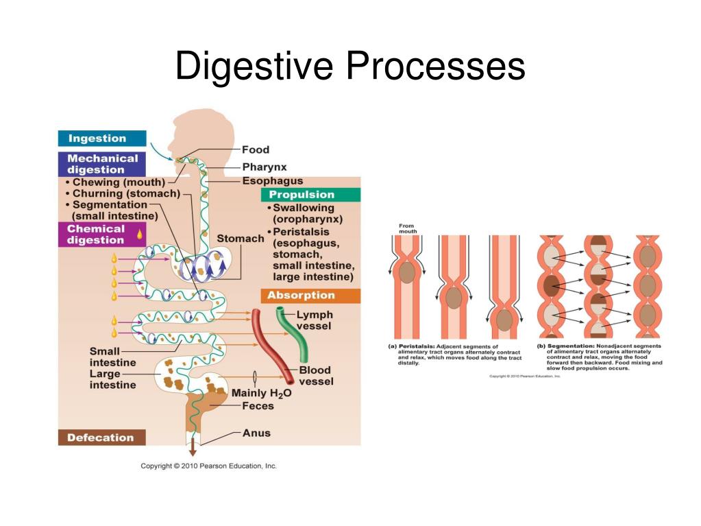 PPT Digestive System Chapter 23 PowerPoint Presentation, free