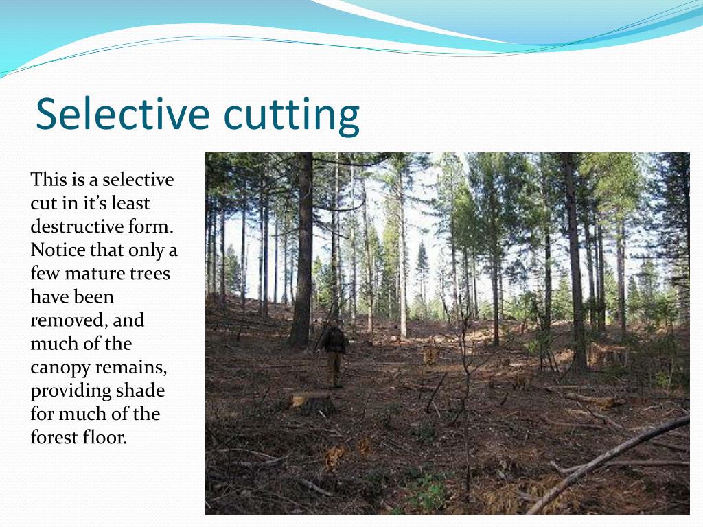 PPT Our Forests PowerPoint Presentation, free download ID1460228