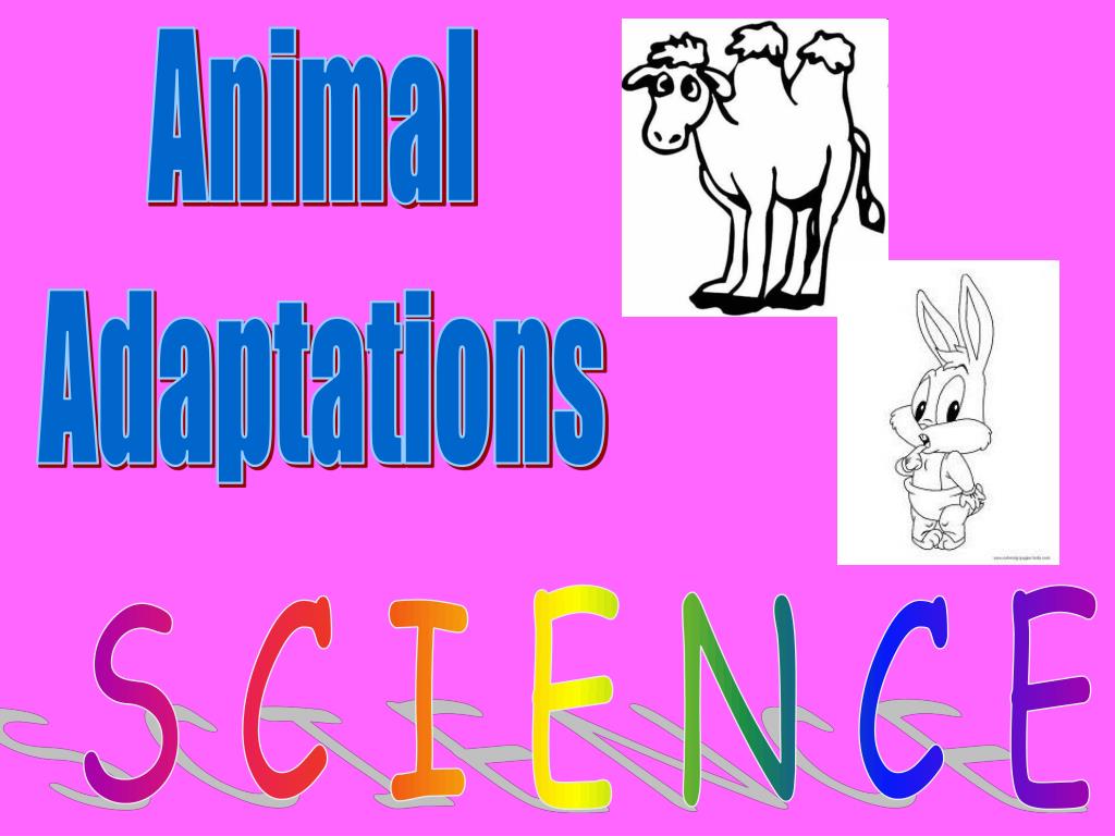 Animal Adaptations Research Concept Map PPT Animal Adaptations PowerPoint Presentation, free download ID