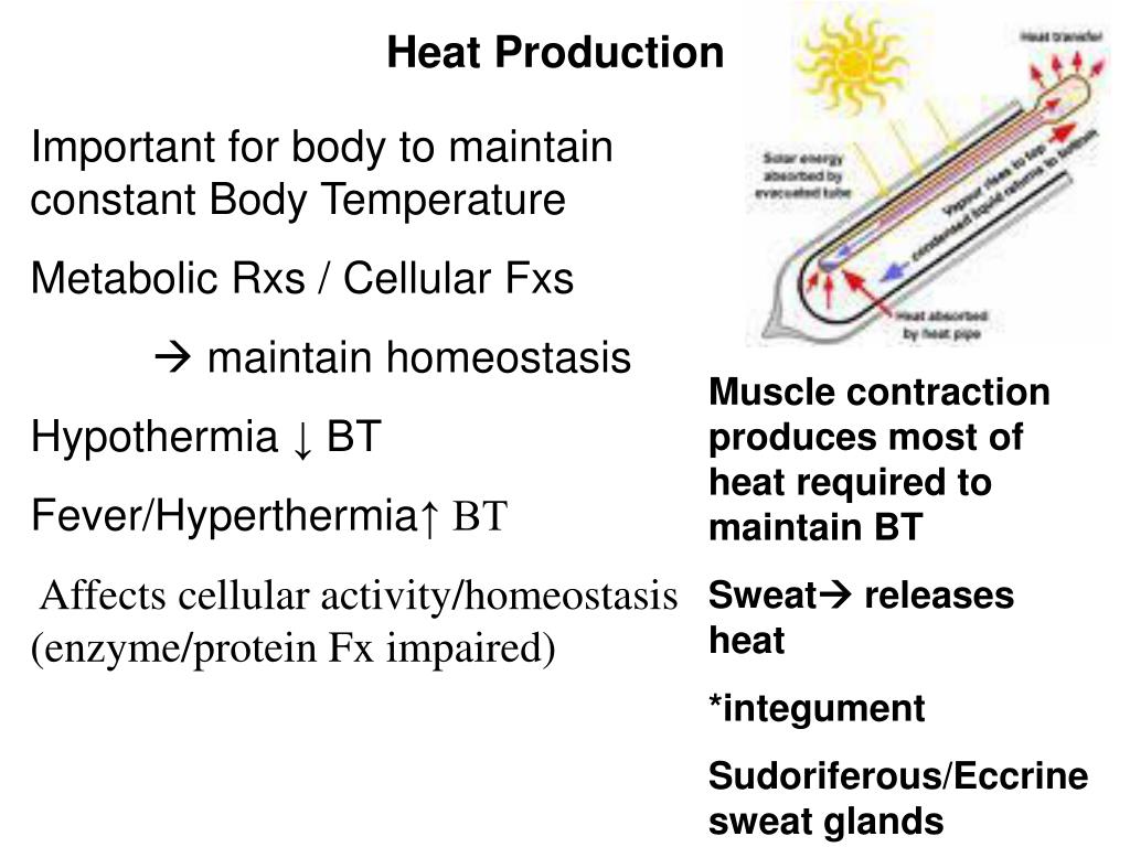 PPT Functions of (Skeletal) Muscles PowerPoint Presentation, free