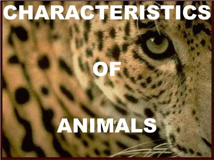 PPT CHARACTERISTICS OF ANIMALS PowerPoint Presentation, free download