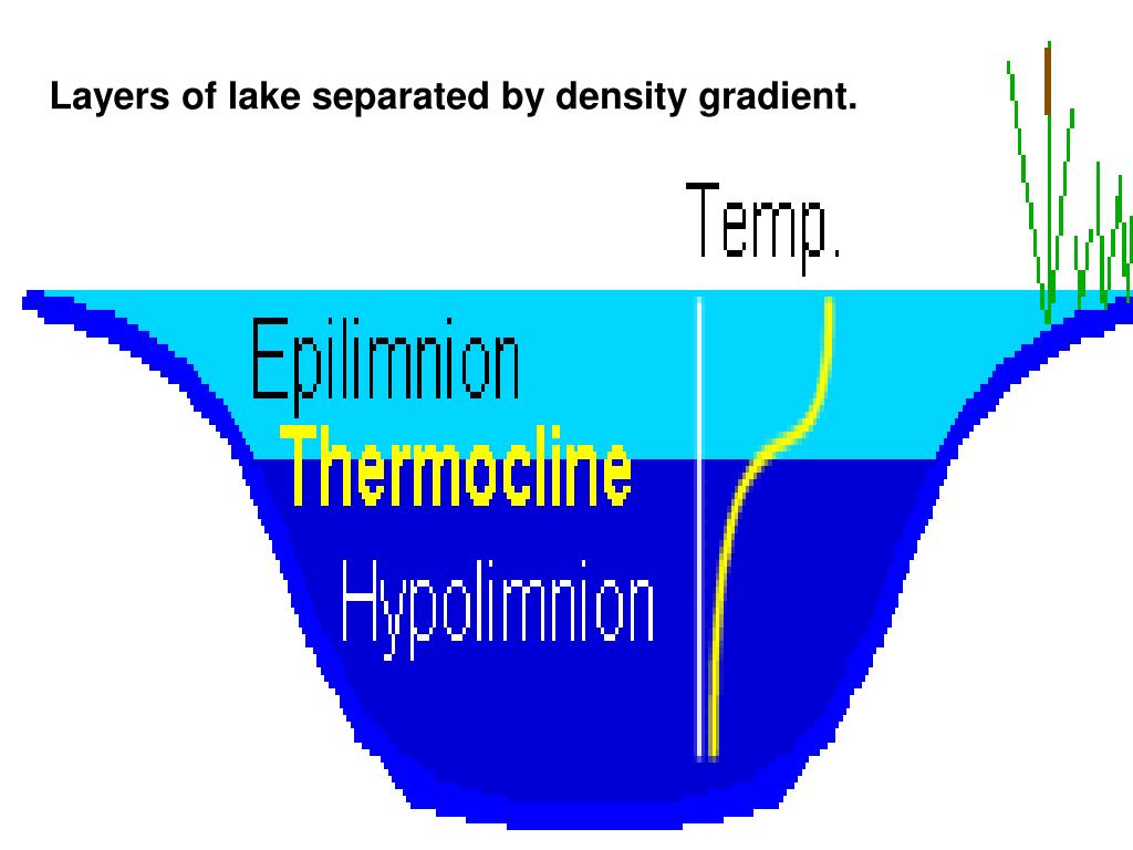 PPT LAKES AND PONDS ECOSYSTEM PowerPoint Presentation, free download