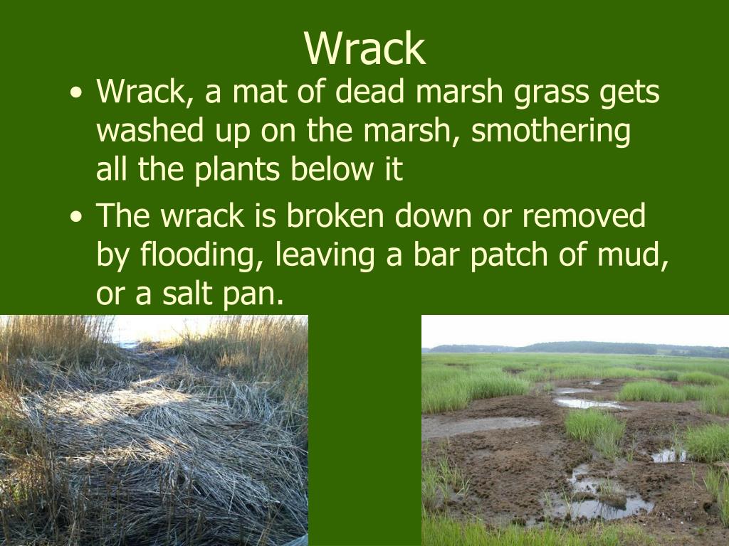 PPT Salt Marshes biotic perspectives PowerPoint Presentation, free