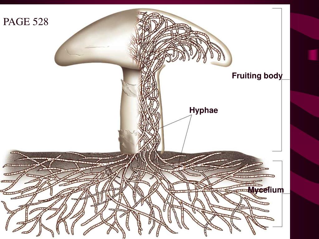 PPT - Chapter 21 Fungi PowerPoint Presentation, free download - ID:1466324