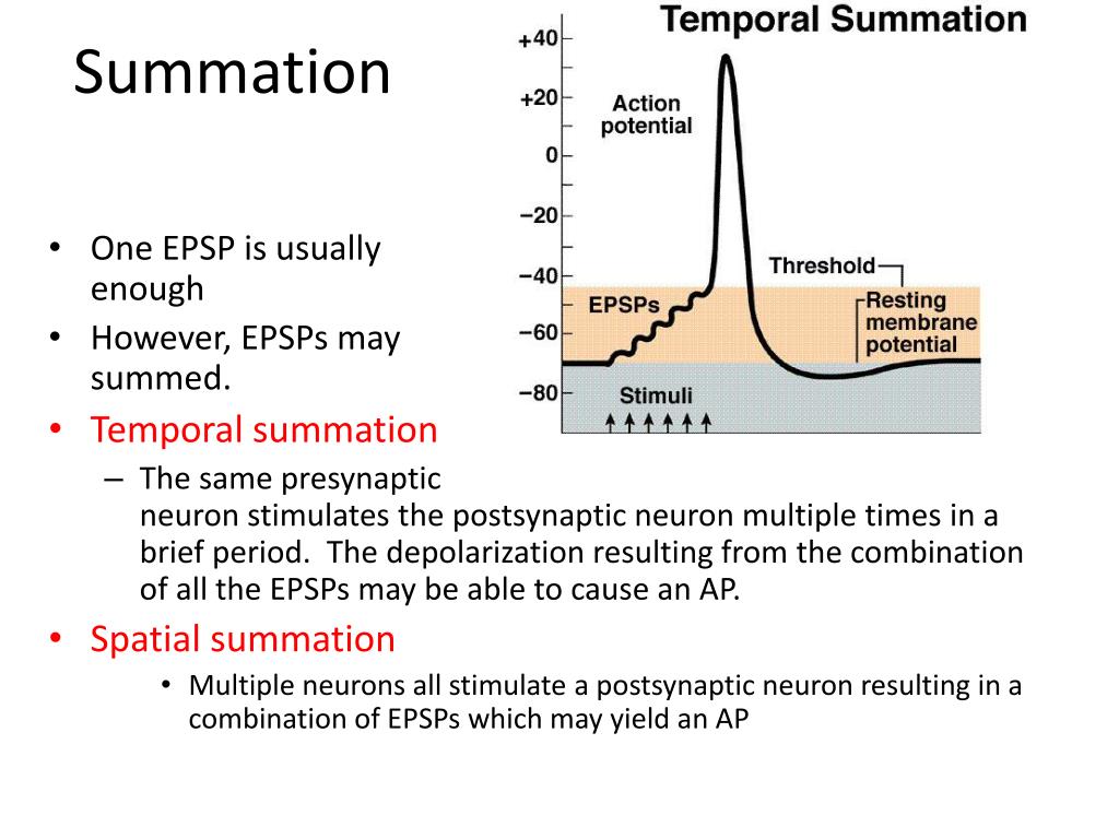 PPT The Nervous System PowerPoint Presentation, free download ID