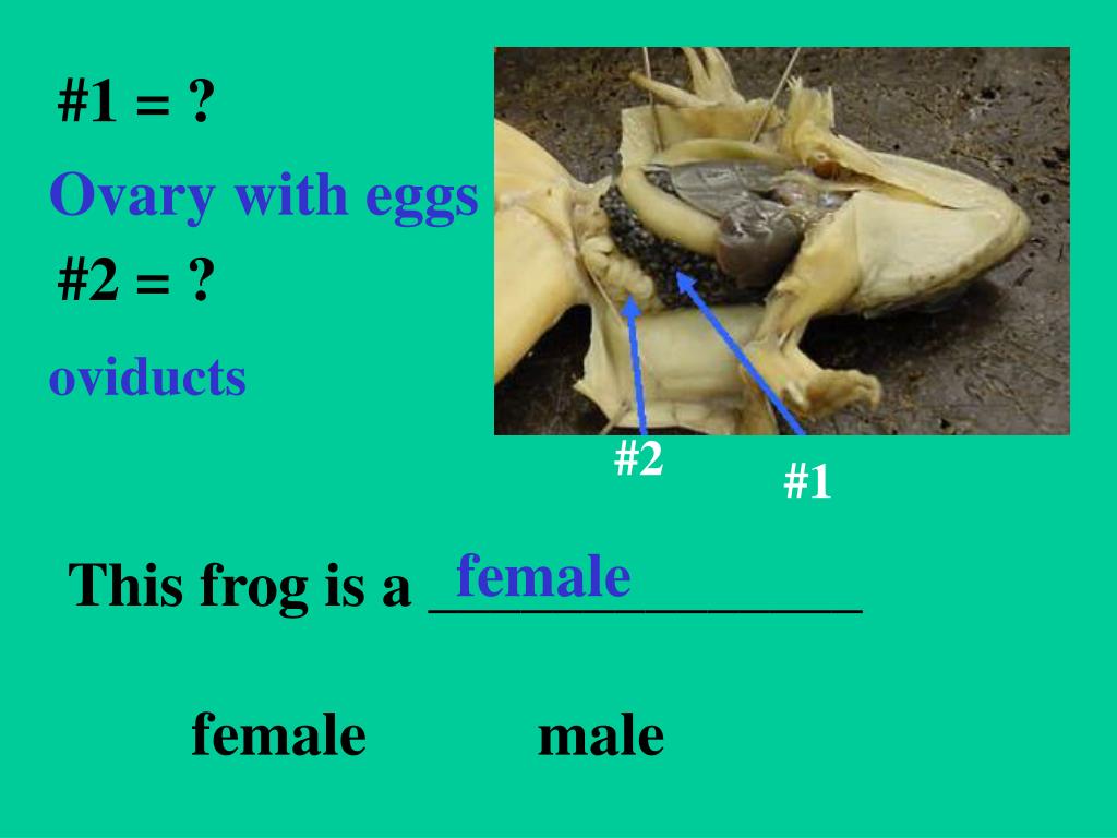 PPT Which is a frog? Which is a toad? PowerPoint Presentation, free