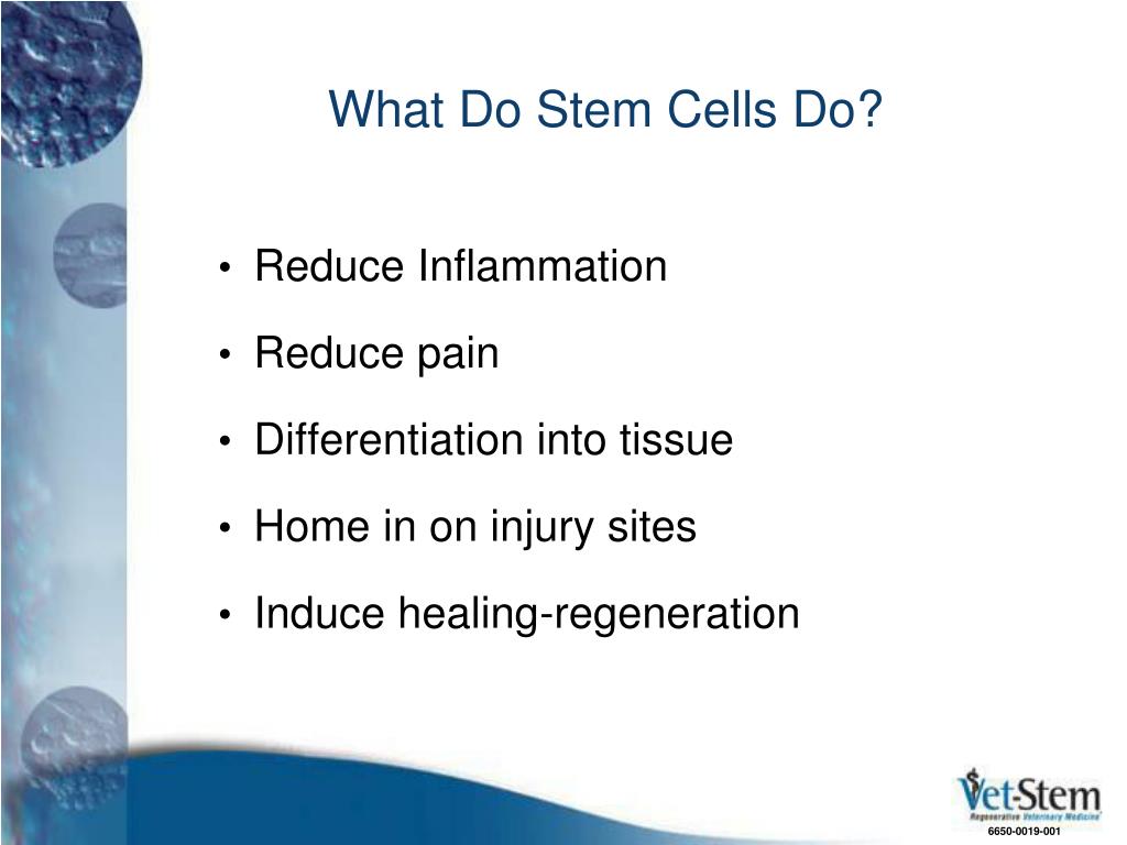 PPT Stem Cell Therapy in Dogs A New Treatment for a New Decade
