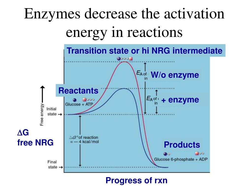 PPT Cell Cycle PowerPoint Presentation, free download ID1474117