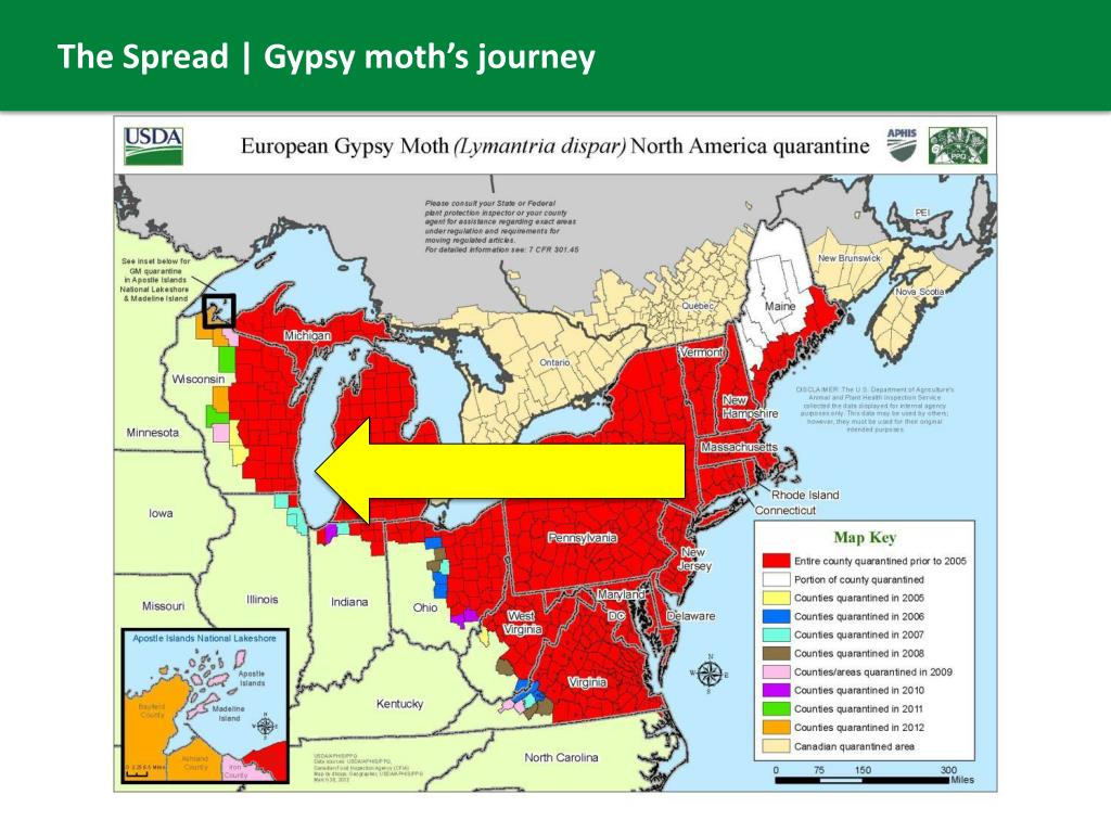 ((Gypsy Moths)) in Washington State!! YouTube