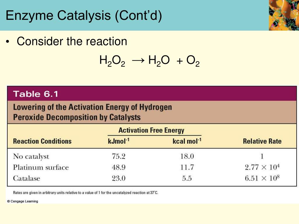 PPT Chapter Six The Behavior of Proteins Enzymes PowerPoint