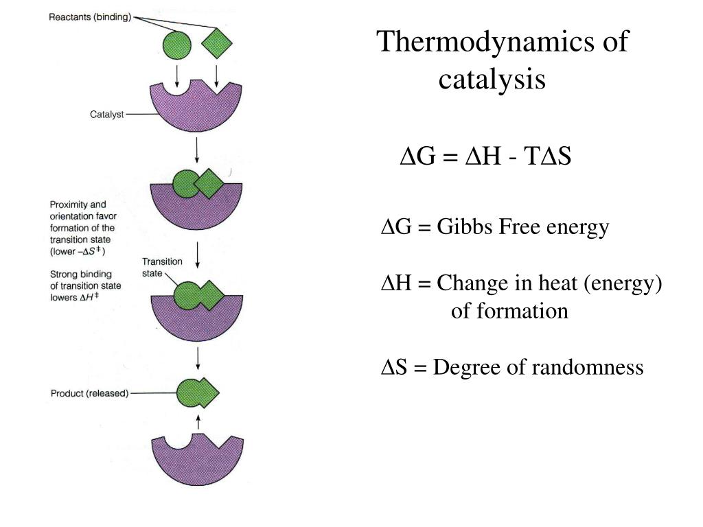 PPT What is enzyme catalysis? PowerPoint Presentation, free download ID1477191