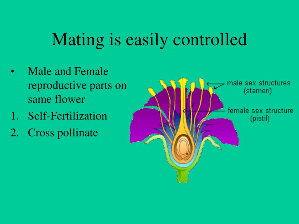 PPT Chapter 91 Mendel’s Legacy PowerPoint Presentation, free