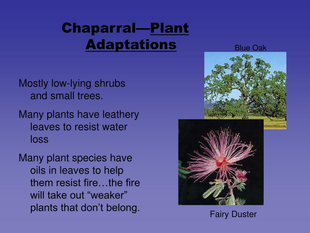 PPT World Biomes PowerPoint Presentation, free download ID148360