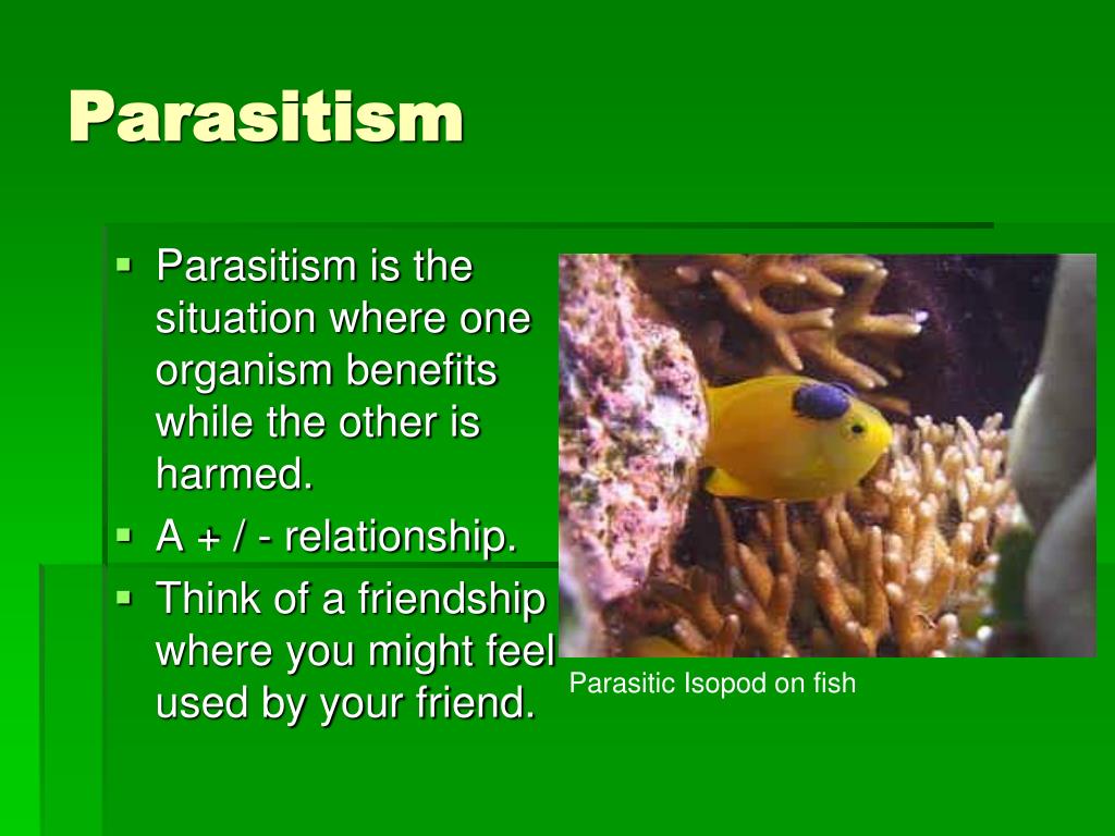 PPT Symbiotic Relationships PowerPoint Presentation, free download