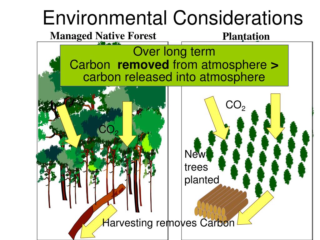 PPT Timber the Material PowerPoint Presentation, free download ID