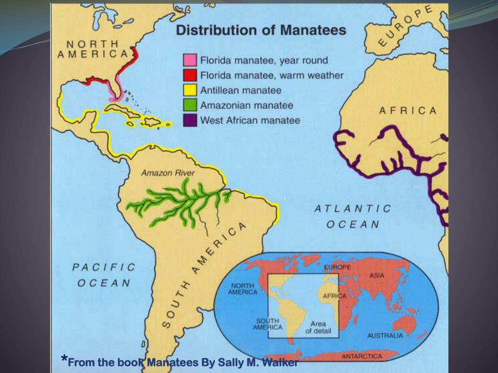 PPT The Manatee PowerPoint Presentation, free download ID148411