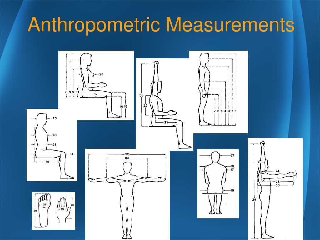 PPT Anthropometrics PowerPoint Presentation, free download ID1484900