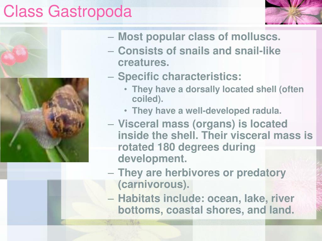 PPT Phylum Mollusca PowerPoint Presentation, free download ID1485299