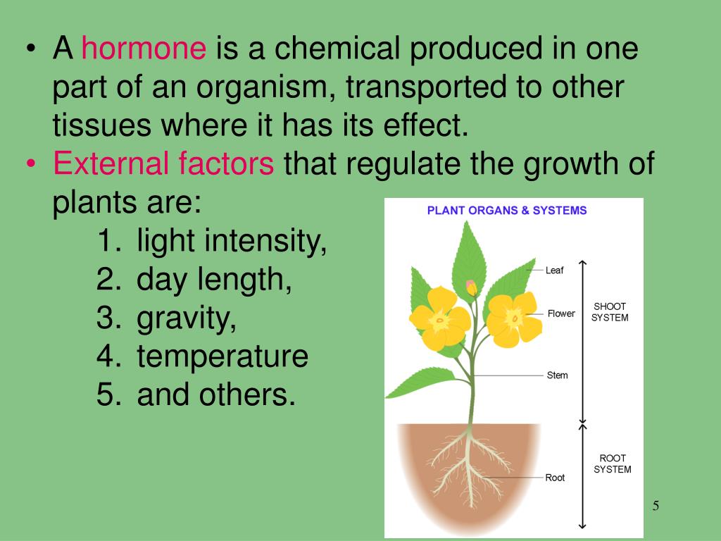 PPT Chapter 24 PowerPoint Presentation, free download ID1487590