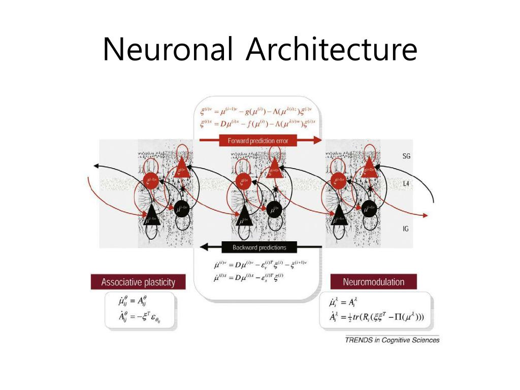 PPT The freeenergy principle a rough guide to the brain? K Friston