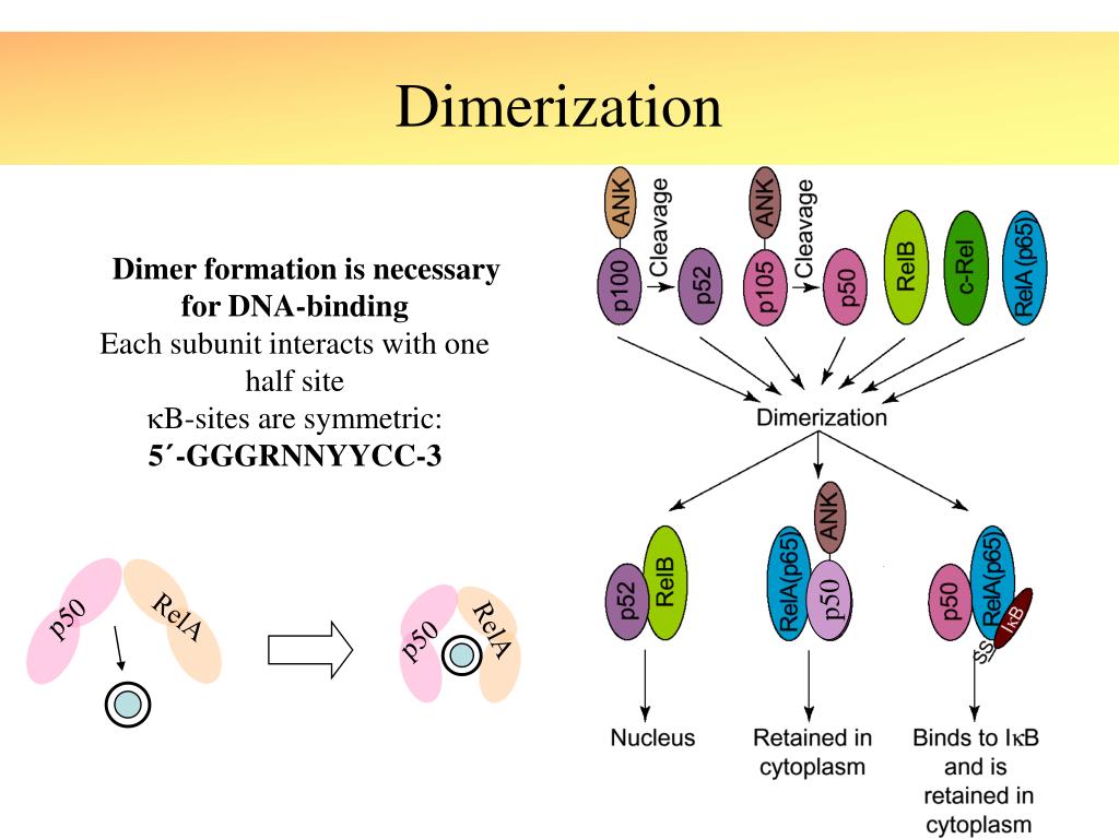 PPT Role of NF B in the Regulation of Immunity and Apoptosis