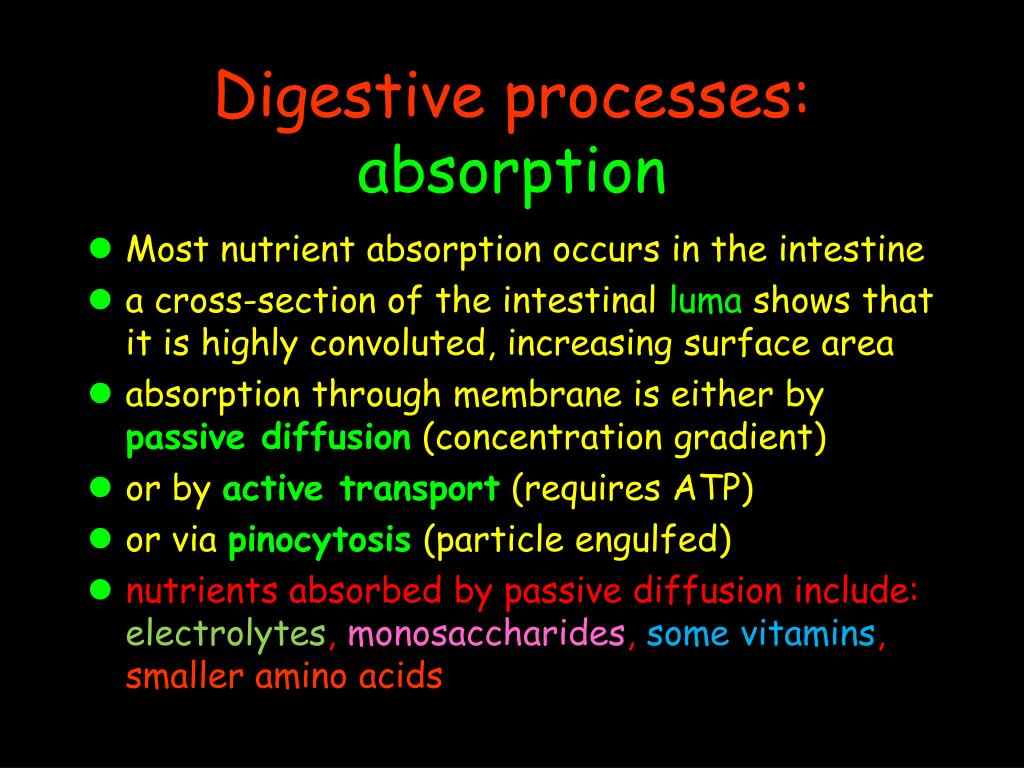PPT - Digestion and Nutrient Metabolism PowerPoint Presentation, free