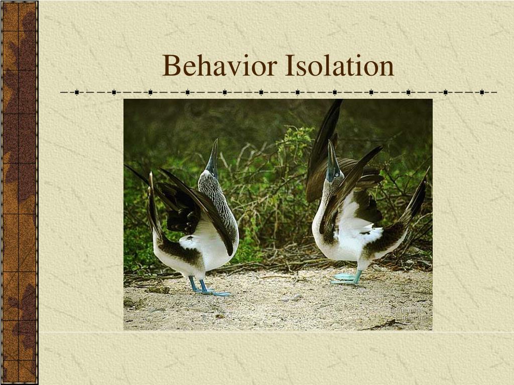 PPT The Origin of Species PowerPoint Presentation, free download ID