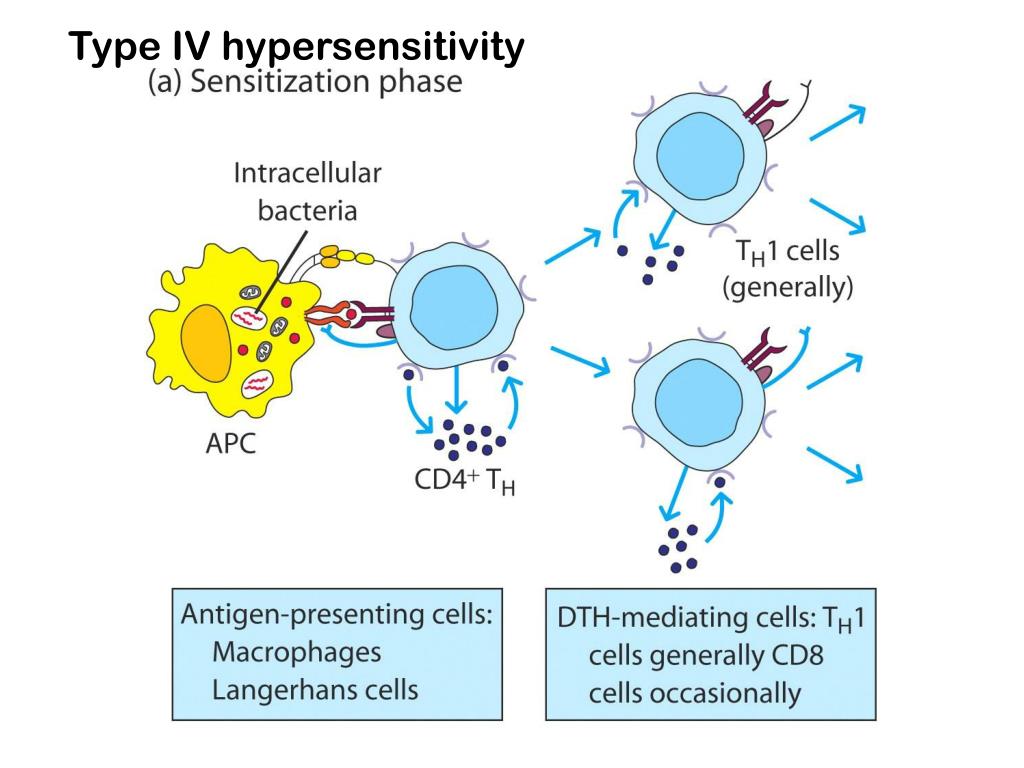 PPT Hypersensitivity reactions PowerPoint Presentation, free download