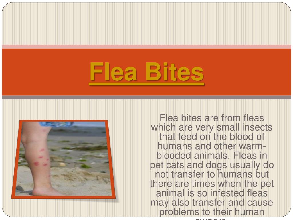 PPT Flea Bites On Humans PowerPoint Presentation, free download ID