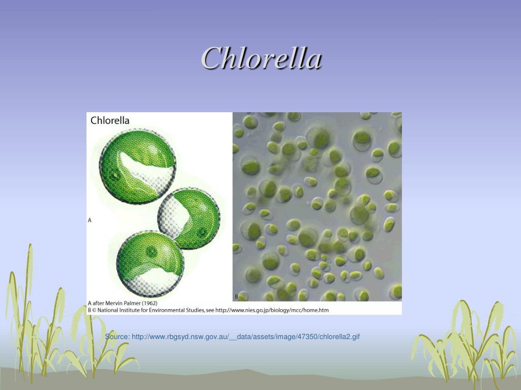 PPT MARINE BOTANY PowerPoint Presentation, free download ID150469