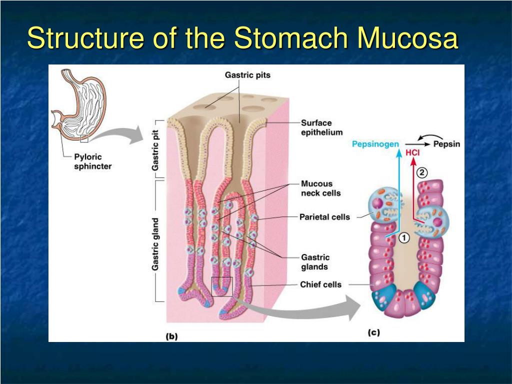 PPT Chapter 14 The Digestive System and Body Metabolism PowerPoint