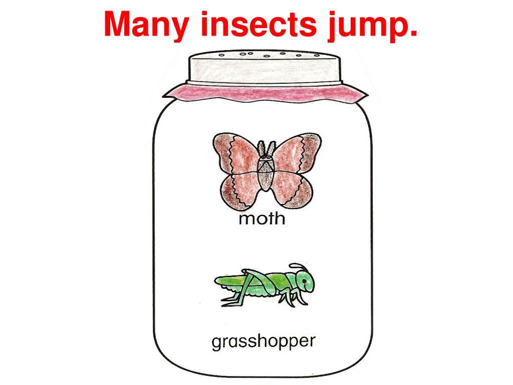 PPT Insects PowerPoint Presentation, free download ID15204