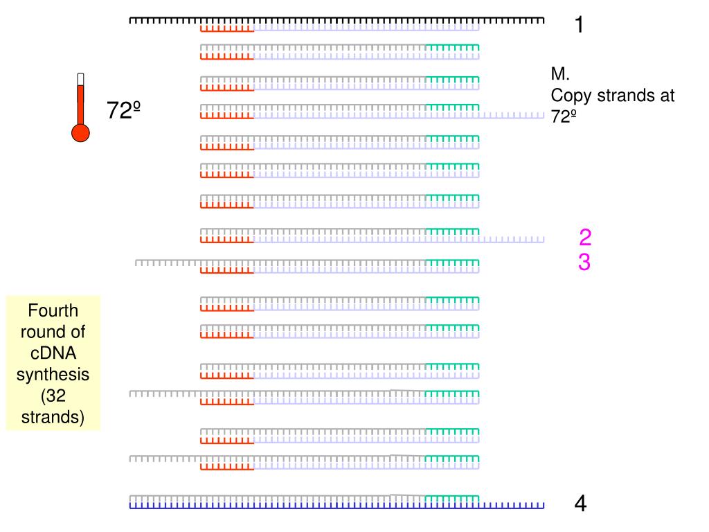 PPT Double strand cDNA PowerPoint Presentation, free download ID152539