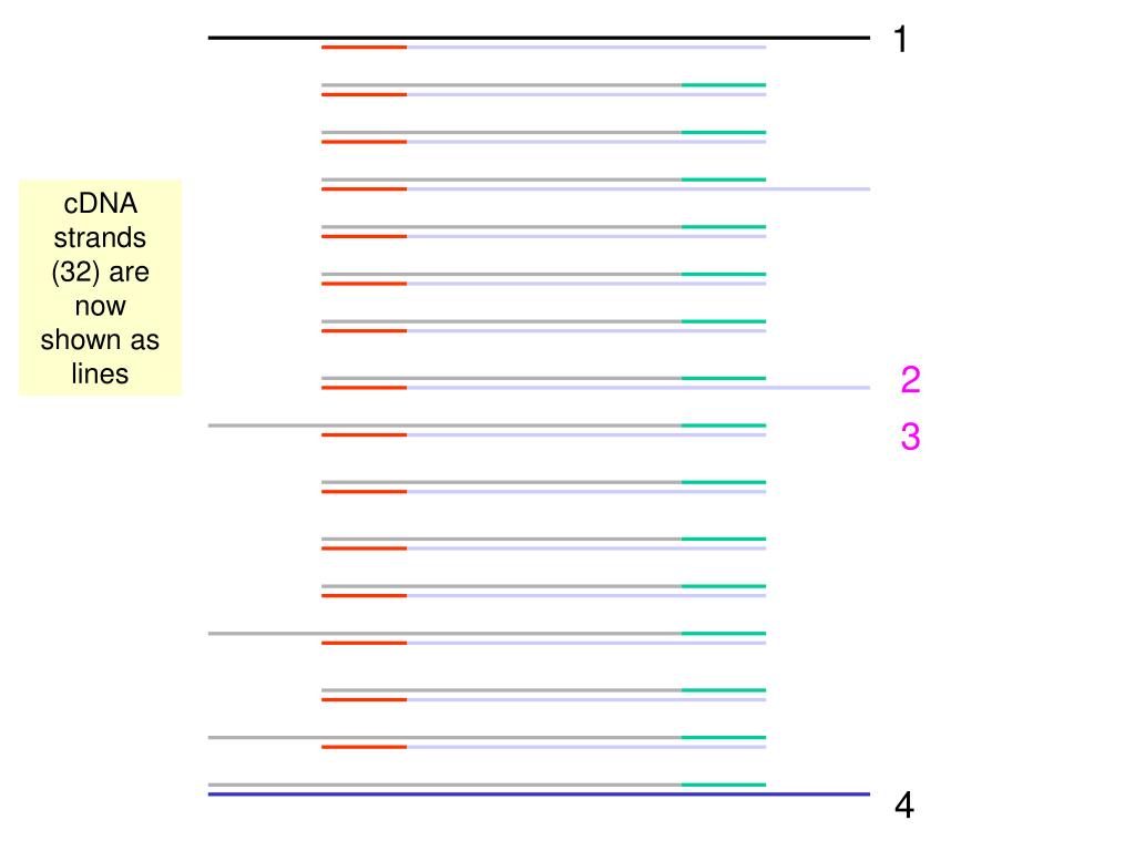 PPT Double strand cDNA PowerPoint Presentation, free download ID152539