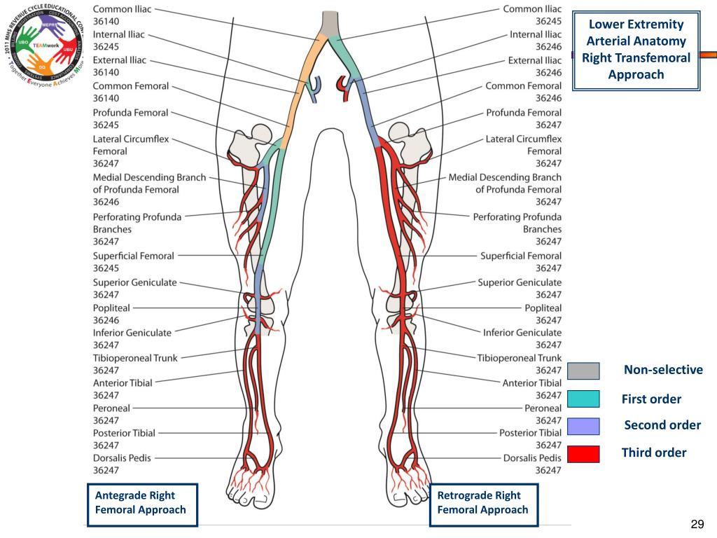 PPT Title CPT Coding for Cardiac Catheterization and Coronary Arterial Intervention Session