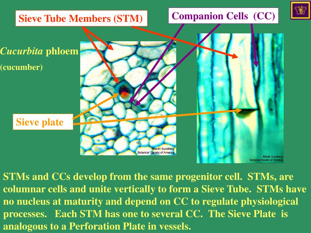 PPT The angiosperms PowerPoint Presentation, free download ID154268