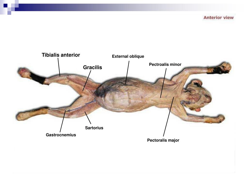 PPT Cat Dissection PowerPoint Presentation, free download ID157212