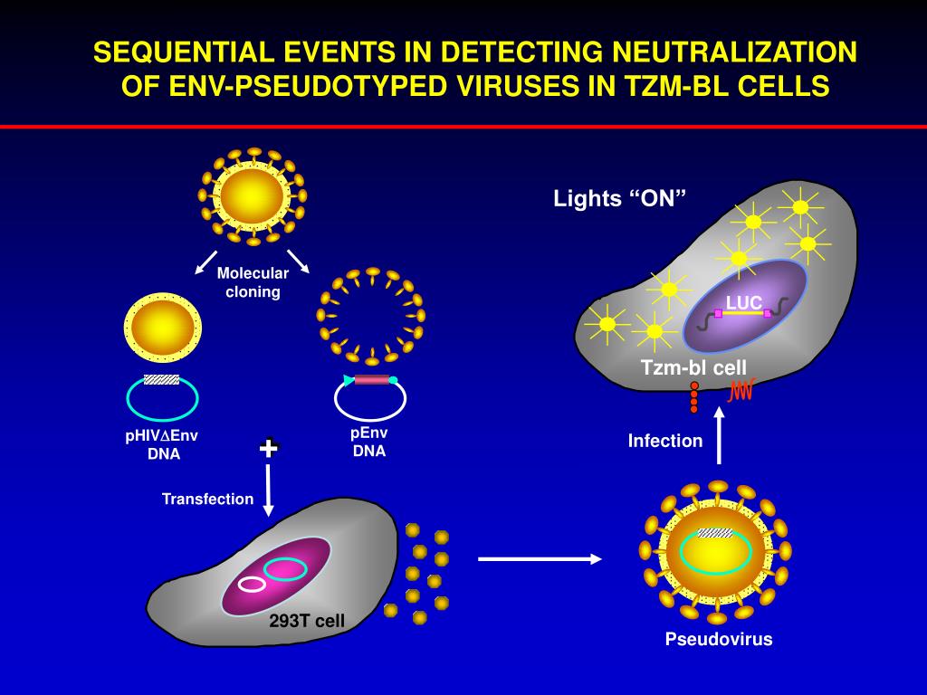 PPT Neutralizing Antibody Assays for HIV1, SIV and SHIV Recent