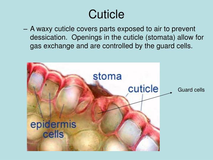 PPT PLANT DIVISIONS PowerPoint Presentation ID158369
