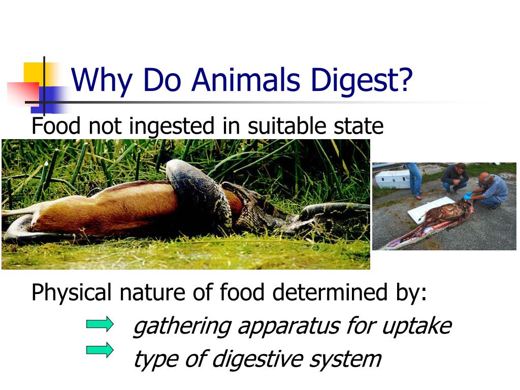 PPT Comparative Digestive Physiology PowerPoint Presentation, free
