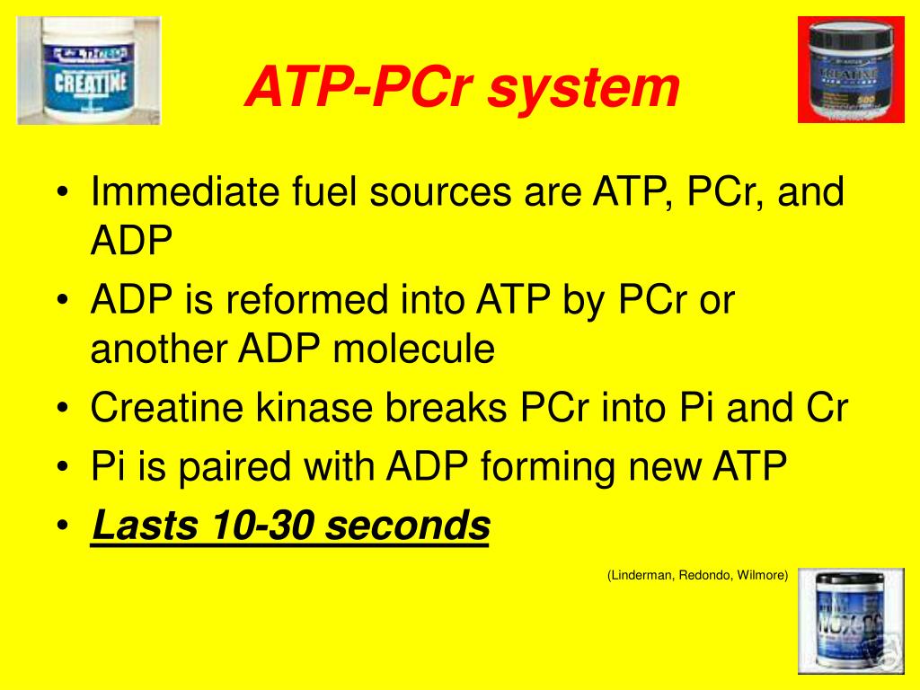 PPT The Effects of Creatine Supplementation on Anaerobic Exercise