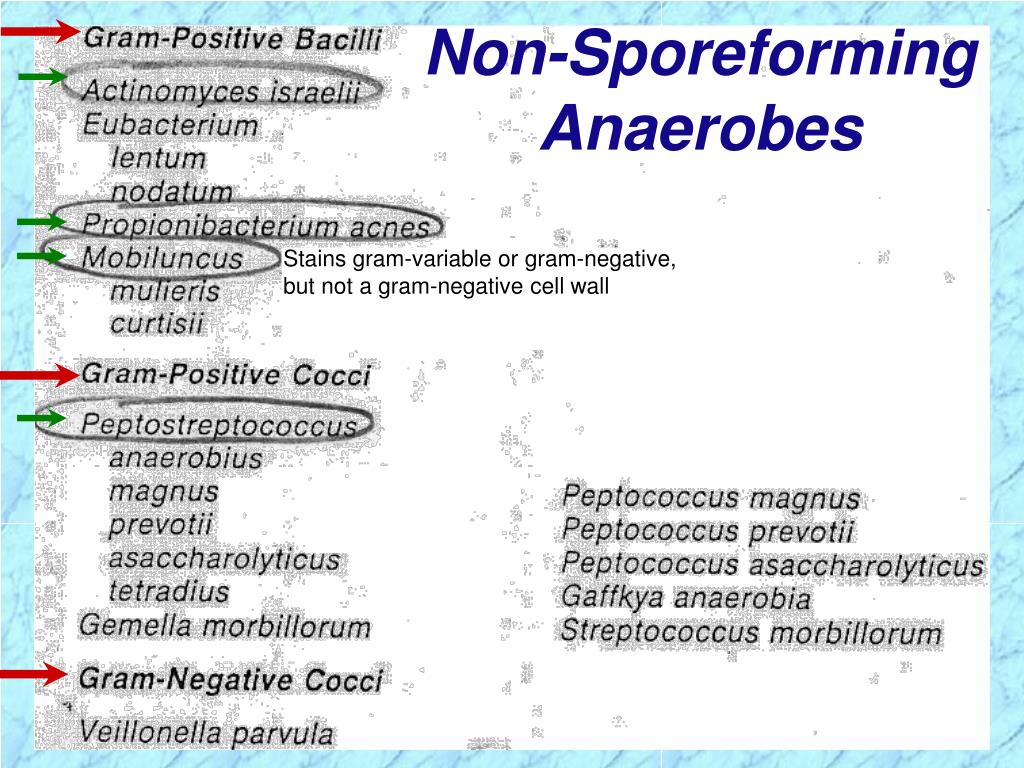 Microbiology Anaerobes Non Spore Forming Flashcards My XXX Hot Girl