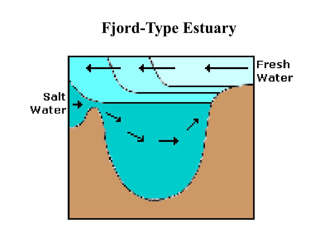 PPT Estuaries PowerPoint Presentation, free download ID164310