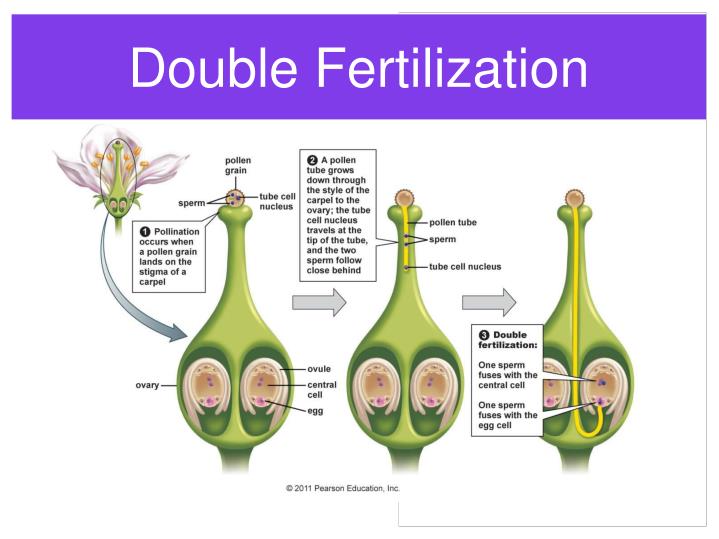 PPT Plant Reproduction PowerPoint Presentation ID164567