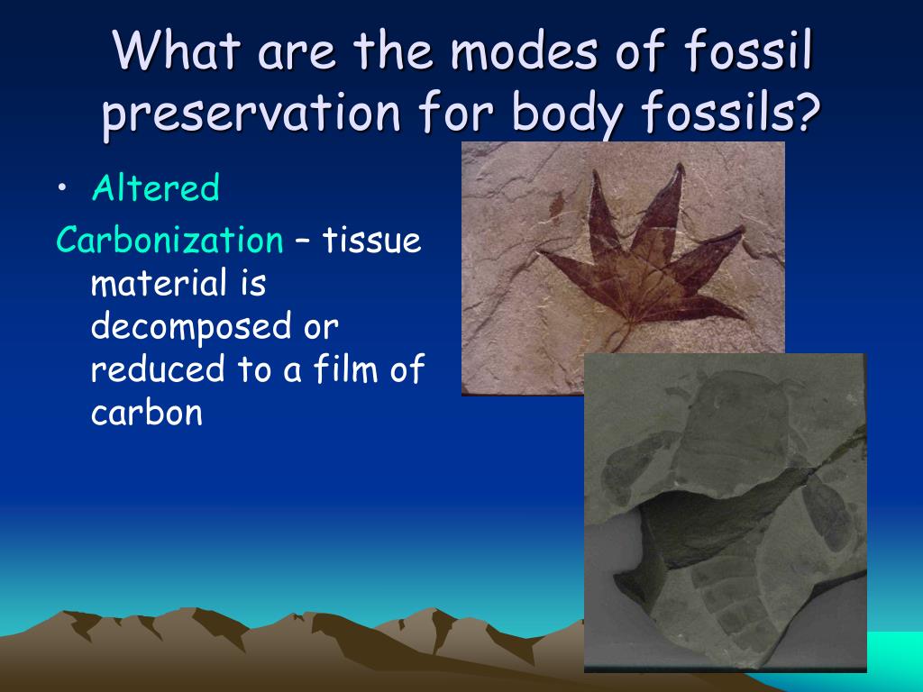 PPT Fossils PowerPoint Presentation, free download ID164617