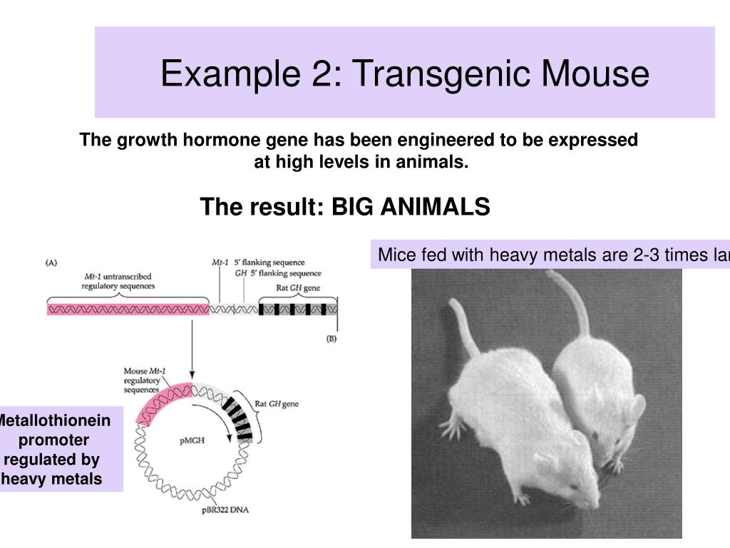 PPT Transgenic animals and knockout animals PowerPoint Presentation