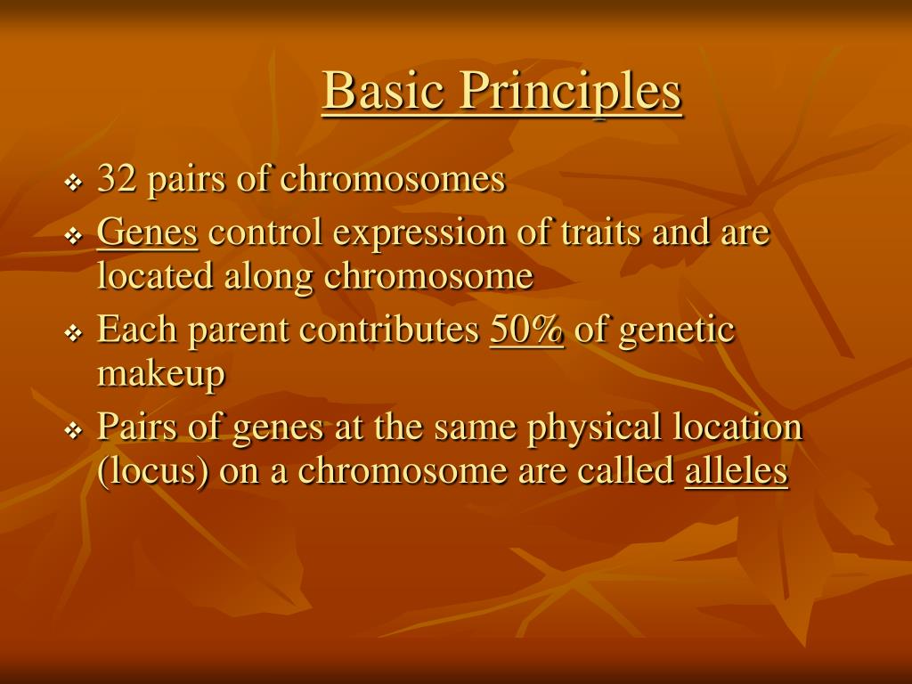 PPT Equine Coat Color Jenny Ingwerson PowerPoint