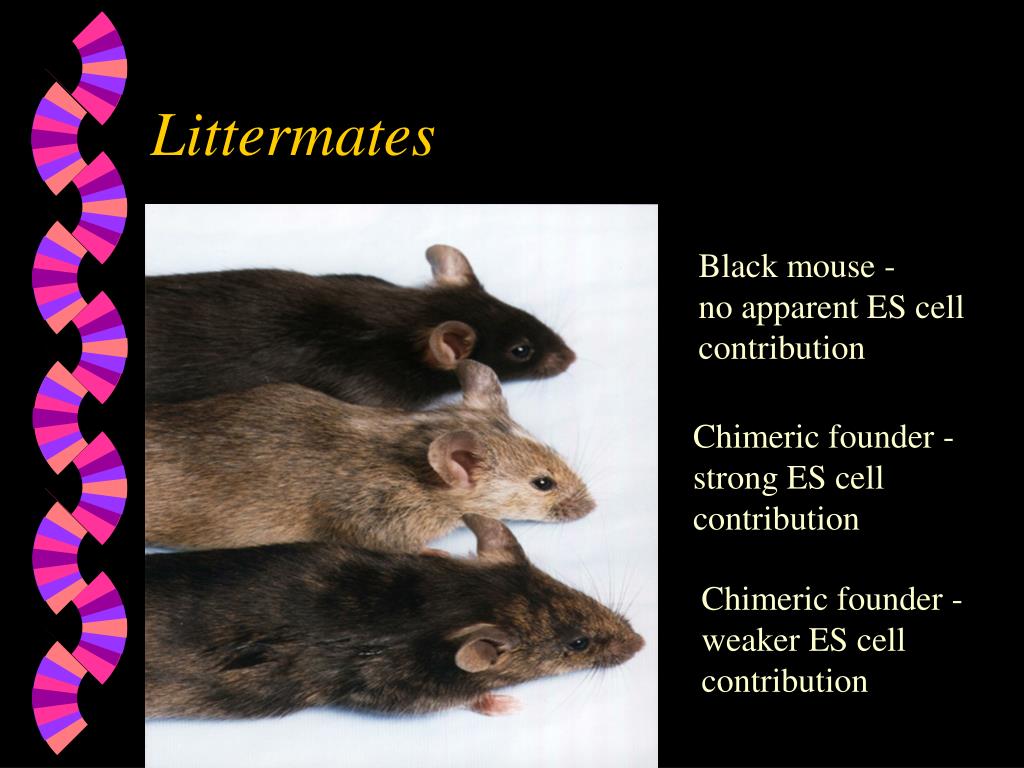 PPT Transgenic mice generation and husbandry PowerPoint Presentation